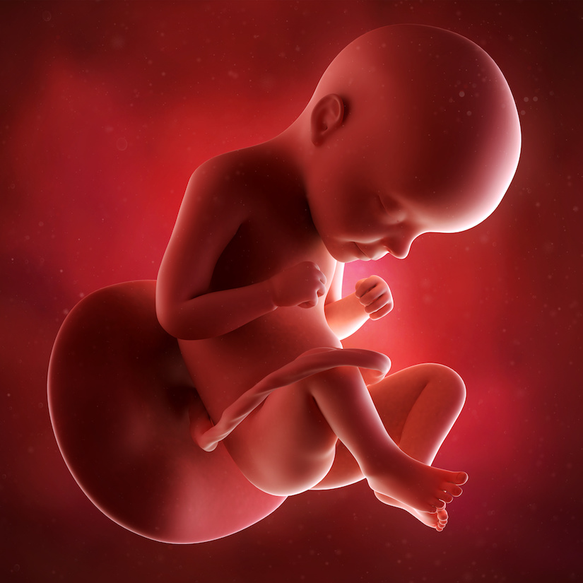 Ilustración médica precisa de un feto en la semana 29.