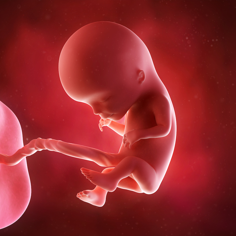 Ilustración médica precisa de un feto de la semana 12
