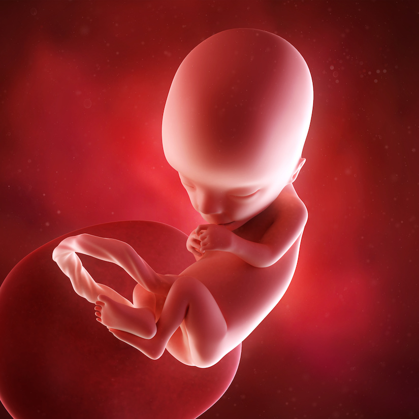 Ilustración médica precisa de un feto de la semana 13
