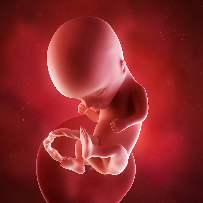 Ilustración médica precisa de un feto en la semana 14