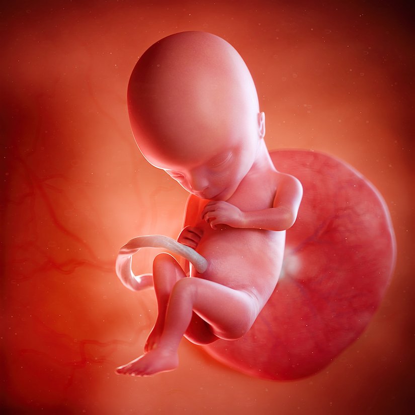 3D rindió la ilustración médica exacta de un feto en la semana 15
