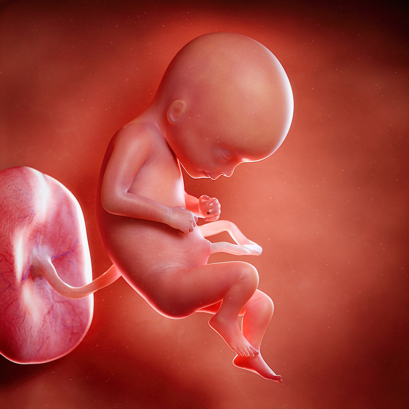 3D rindió la ilustración médica exacta de un feto en la semana 17