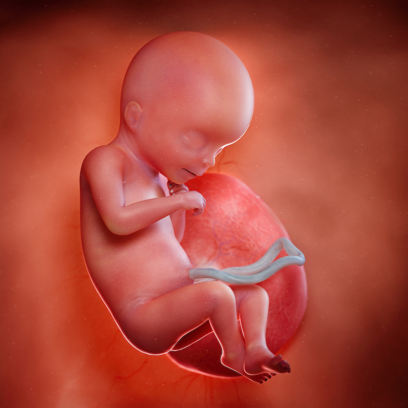 3D rindió la ilustración médica exacta de un feto en la semana 18