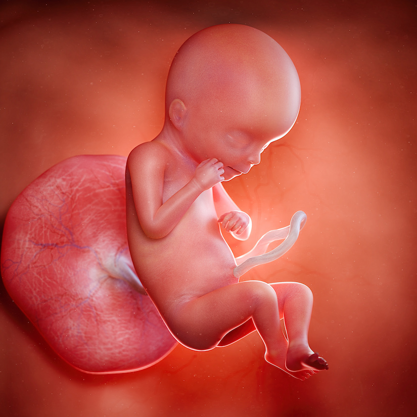 3D rindió la ilustración médica exacta de un feto en la semana 19
