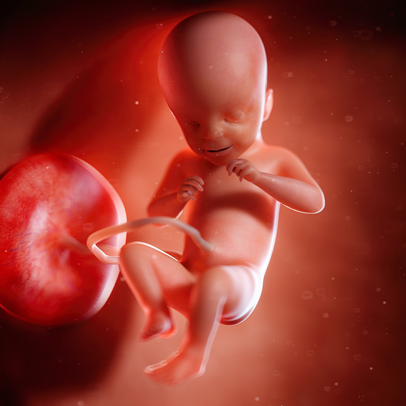 3D rindió la ilustración médica exacta de un feto en la semana 21