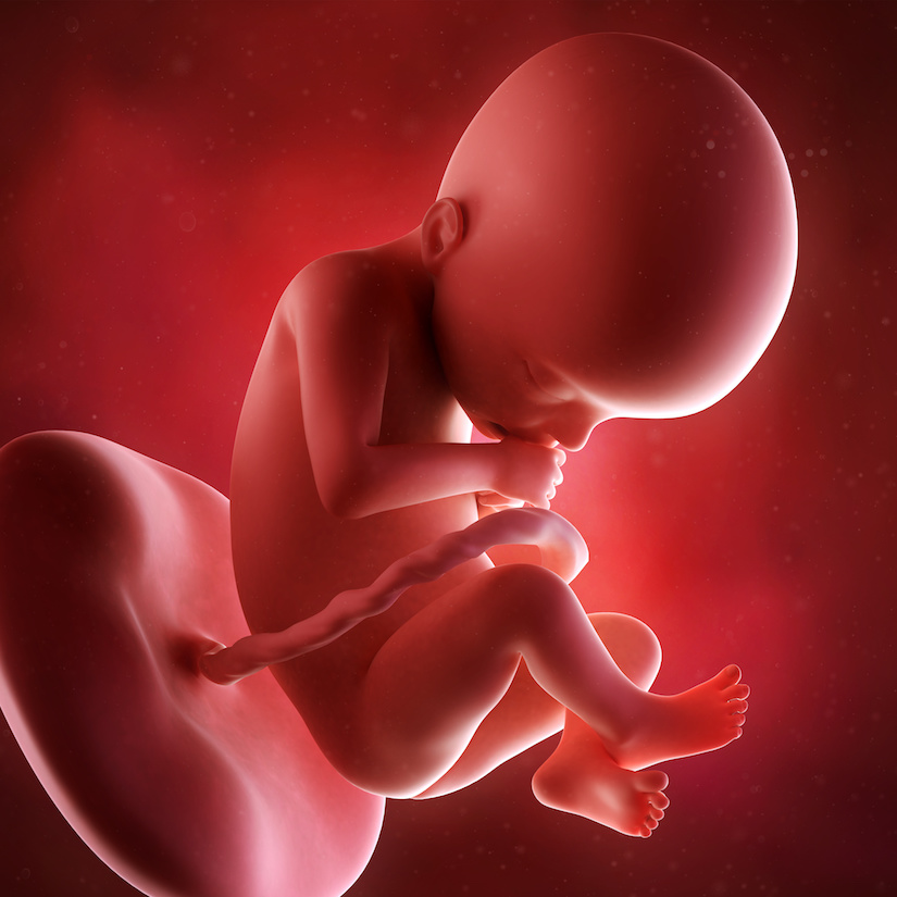 Ilustración médica precisa de un feto semana 22