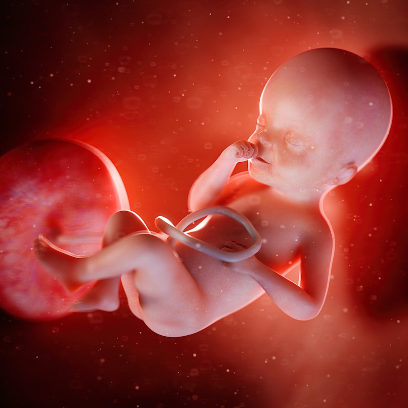 3D rindió una ilustración médica precisa de un feto en la semana 25