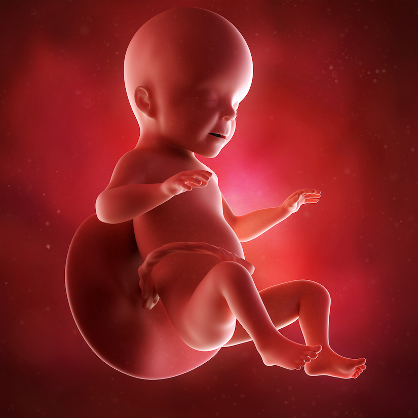 Ilustración médica precisa de un feto en la semana 26.