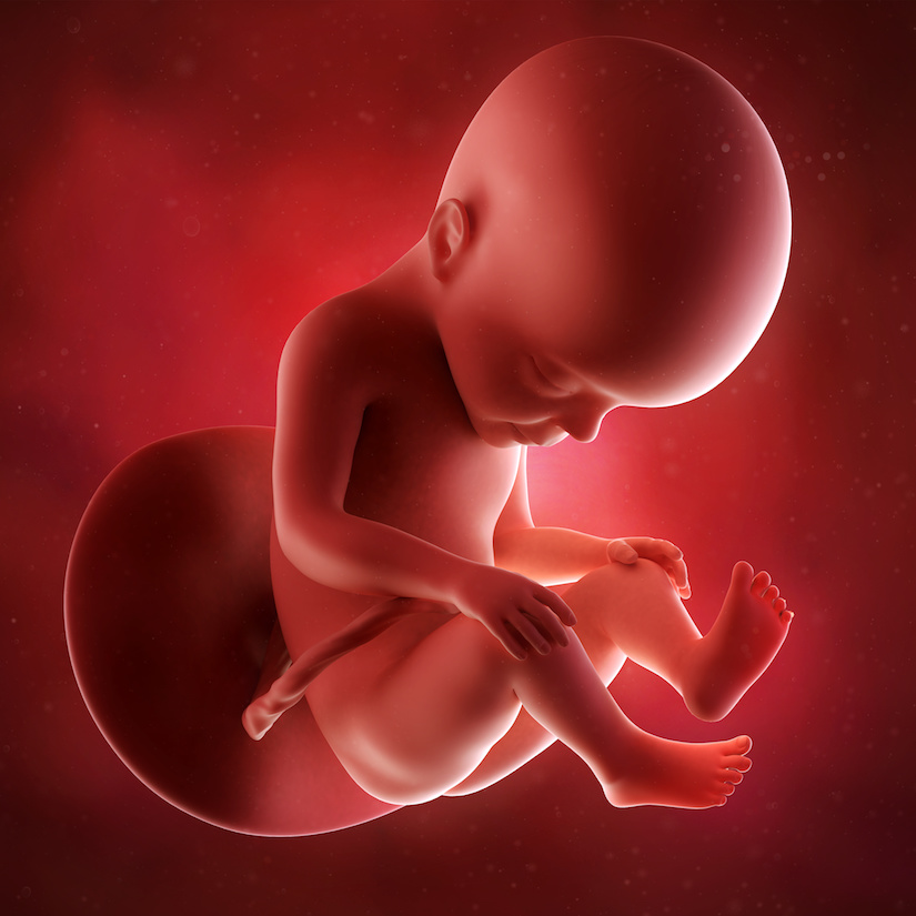 Ilustración médica precisa de un feto semana 27