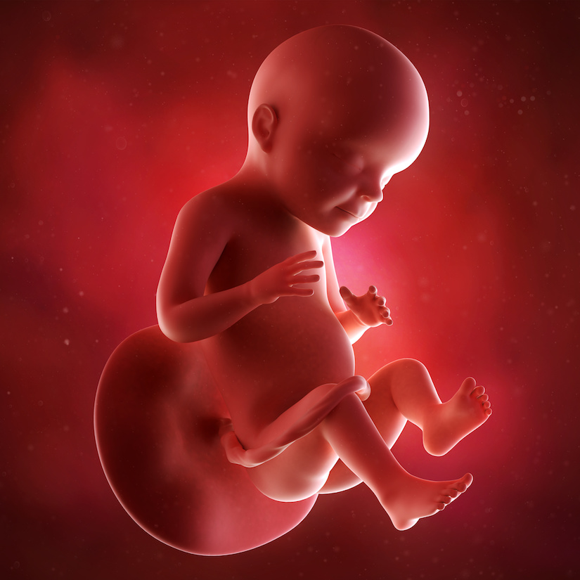 Ilustración médica precisa de un feto en la semana 28.