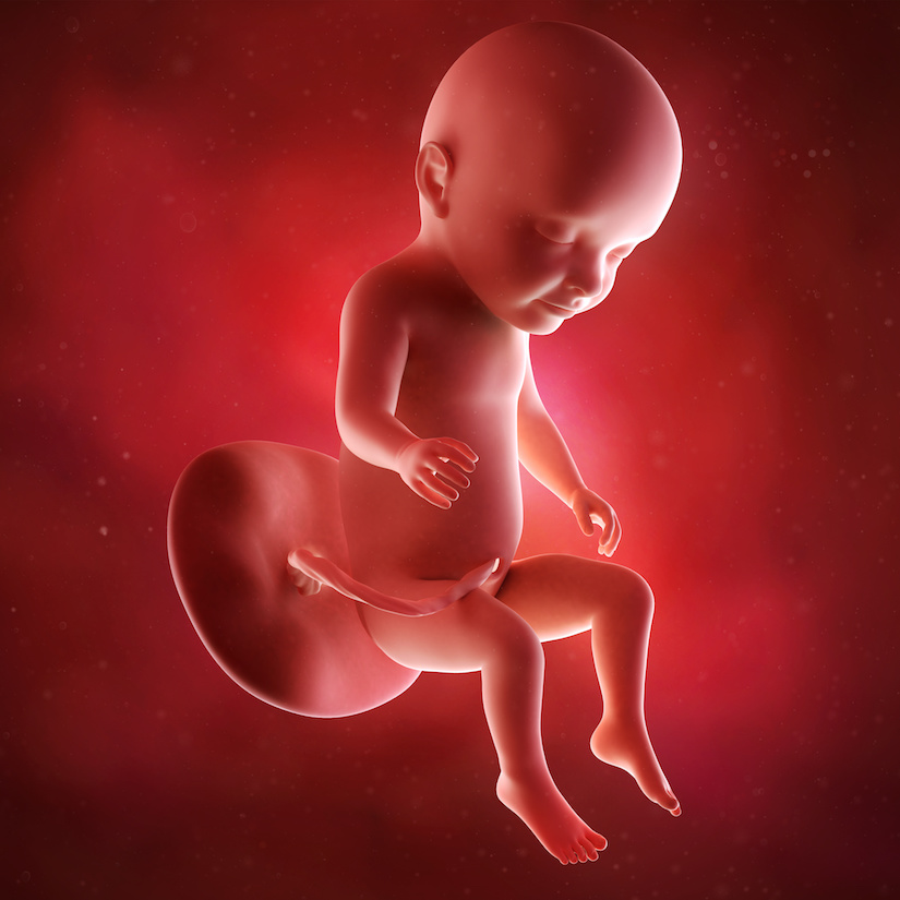 Ilustración médica precisa de un feto en la semana 31.