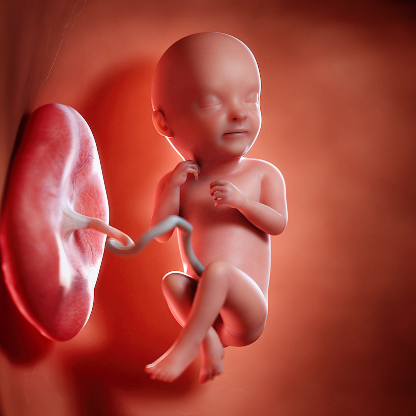 3D rindió la ilustración médica exacta de un feto en la semana 33