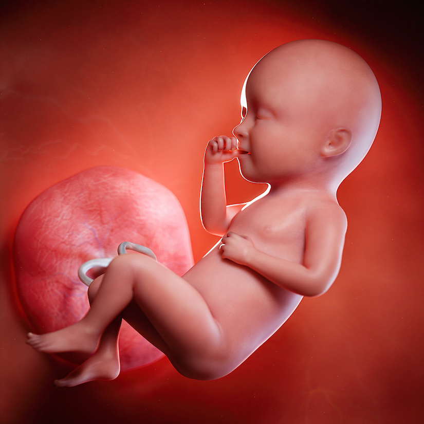 3D rindió la ilustración médica exacta de un feto en la semana 34