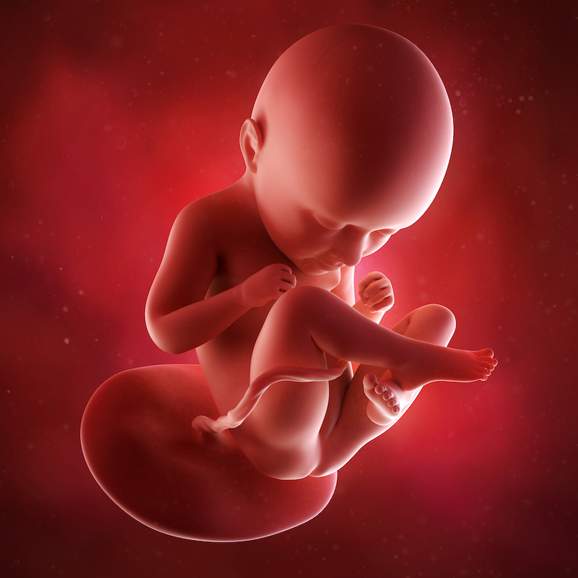Ilustración médica precisa de un feto semana 35