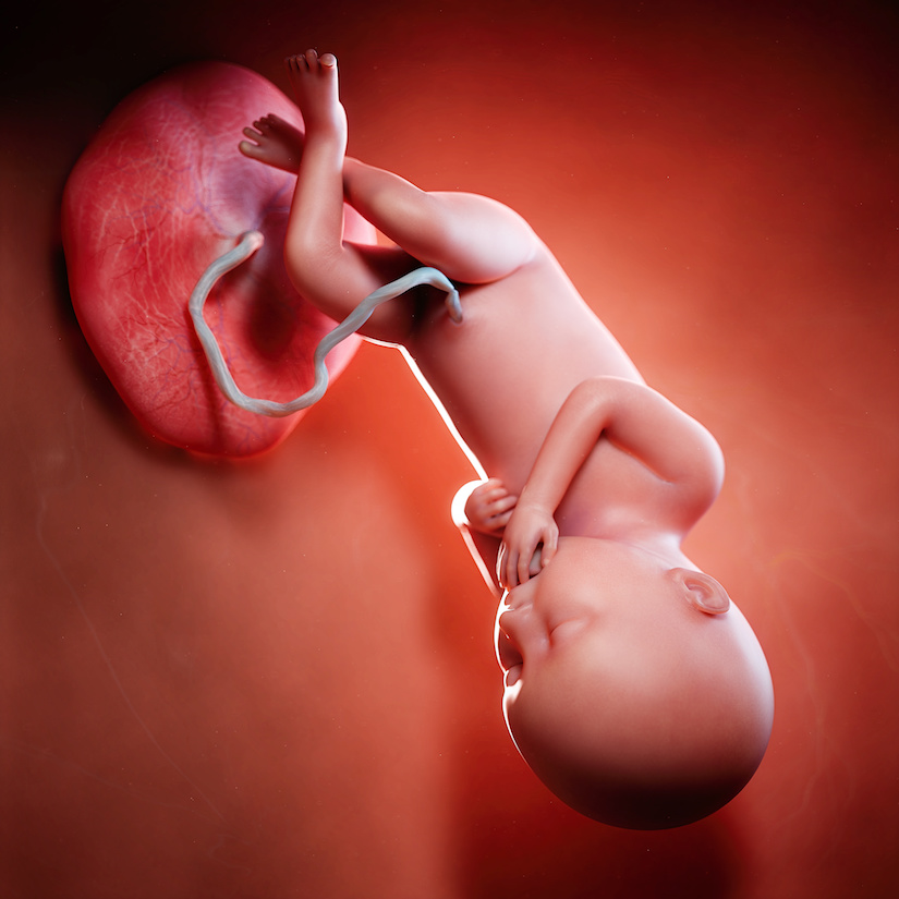 3D rindió la ilustración médica exacta de un feto en la semana 36