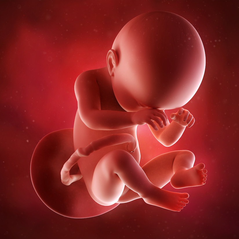 Ilustración médica precisa de un feto en la semana 38.