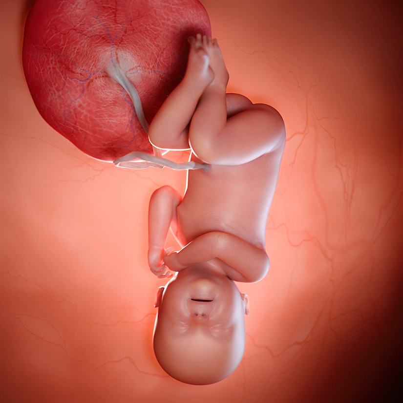 3D rindió la ilustración médica exacta de un feto en la semana 40