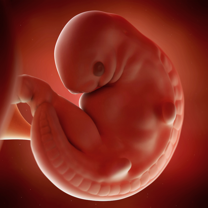 Ilustración médica precisa de un feto de la semana 6