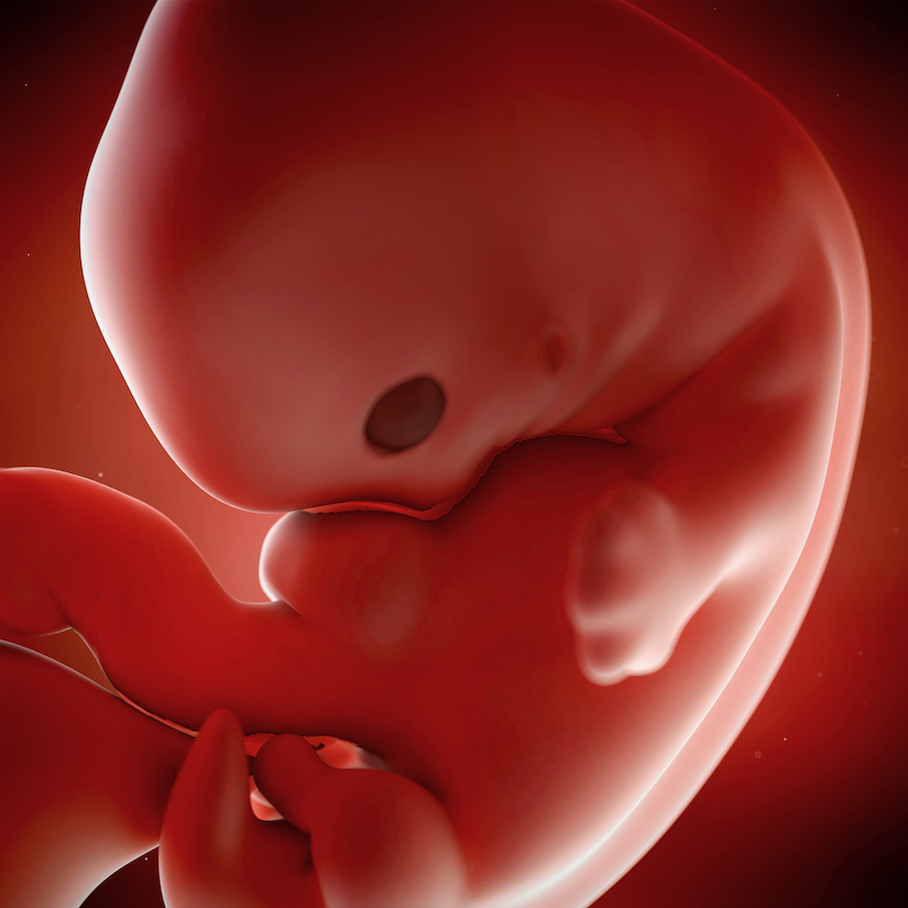 Ilustración médica precisa de un feto semana 7