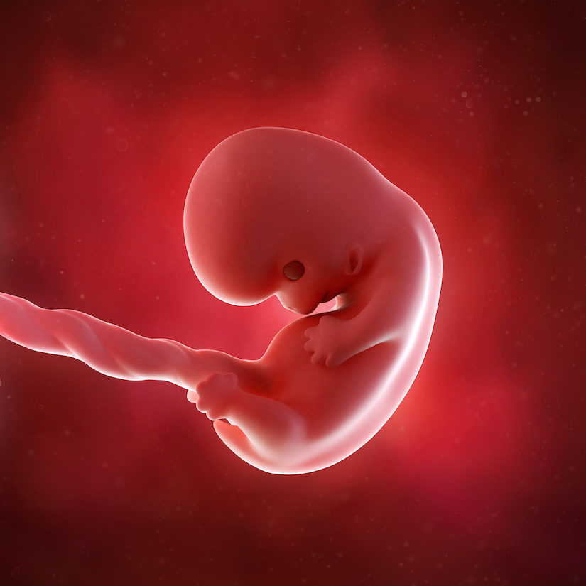 Ilustración médica precisa de un feto en la semana 8